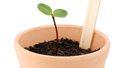 Seedling in a flowerpot