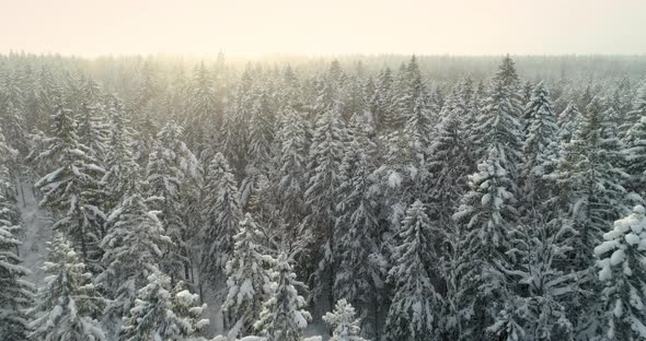 Winter Forest Aerial View Flying Over Snow Covered Spruce Trees on Sunny Day alt