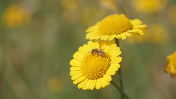 Close-up of yellow Anthemis Cota  Tinctoria Kelwayii  flower in the field 4K 2160p 30fps UltraHD foo alt
