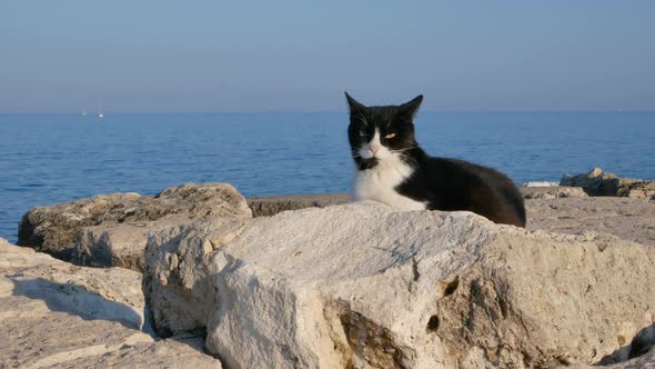 Cat On The  Beach