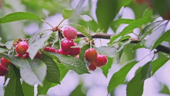 Closeup of Many Red and Ripe Wild Cherry Fruits with Leaves Growing on a Tree alt