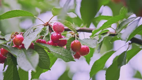 Closeup of Many Red and Ripe Wild Cherry Fruits with Leaves Growing on a Tree
