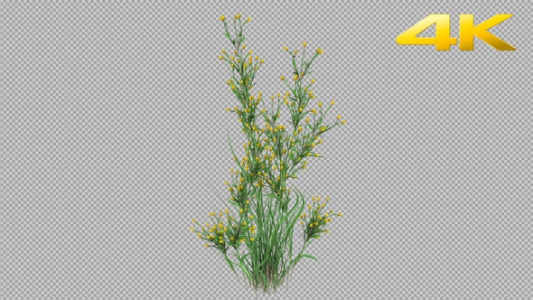 Growing Flowers 4K alt