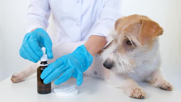 The Veterinarian Takes Eye Drops alt