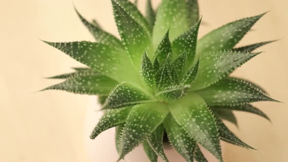 Indoor houseplant succulent