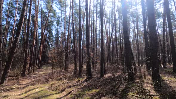 Forest with Pines with High Trunks During the Day alt