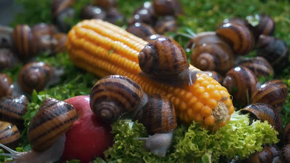 Snails on Vegetables and Greens