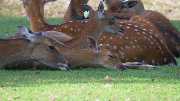 Group of cute Deer Family resting on pasture in shadow during hot summer day alt