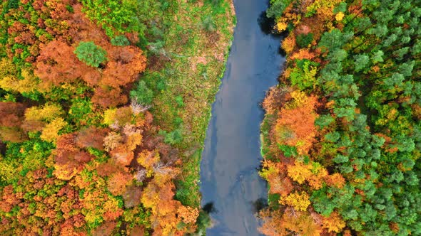 Flying above blue river and colorful forest in autumn alt