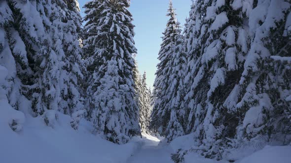 Movement on Winter Forest Road Among Snowcovered Firs