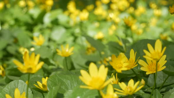 Glade With Yellow Flowers alt