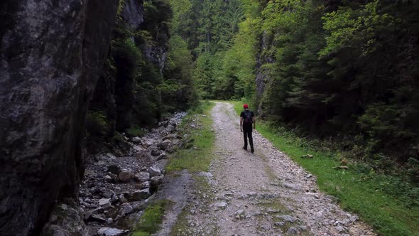 Hiker in the Forest Park alt