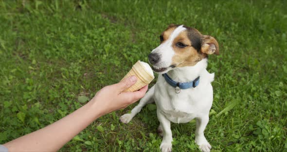 Dog Breeds Jack Russell Terrier Eats Ice Cream with Hands alt