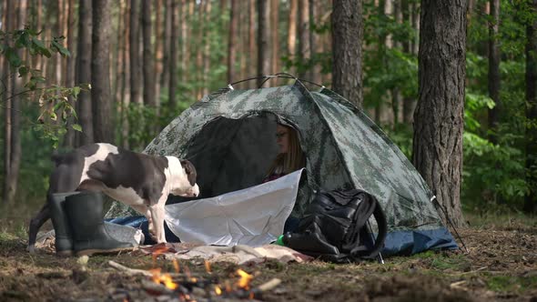 Purebred Curios Dog Entering Tent with Woman Sitting Inside Talking to Pet alt