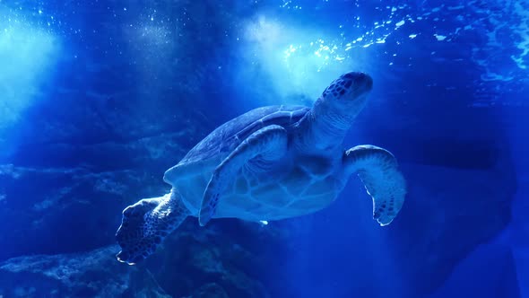 A large sea turtle swims underwater. alt