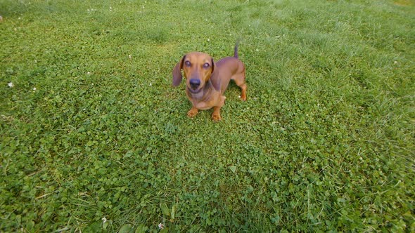 HD - Dog barks at the camera alt