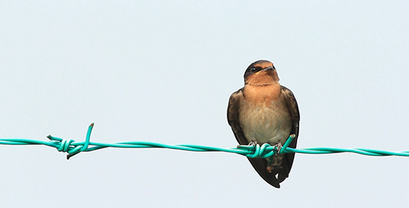 Swallow On The Fence 2