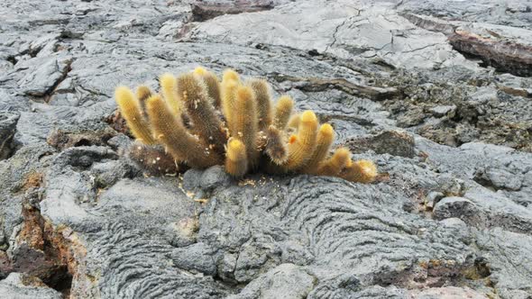 zoom in shot of a lava cactus growing on isla santiago in the galapagos alt