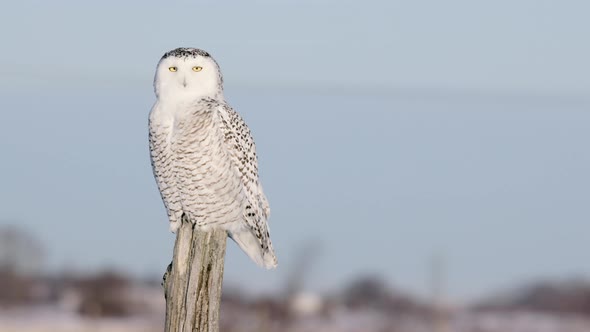 Snowy Owl perched on fencepost raises head and flies towards camera alt