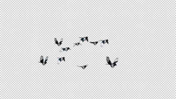 Eurasian Magpie - Flock of 10 Birds - Flying Over Screen - Side Angle CU - Alpha Channel