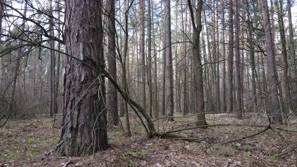 Trees in a Pine Forest During the Day Aerial View alt