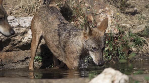 Wolf Pack Entering Pond in Super Slow Motion