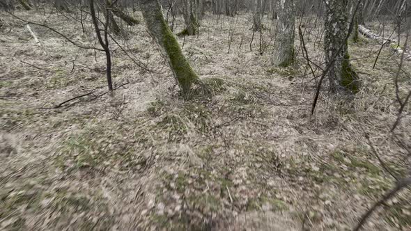 Get lost in forest alt