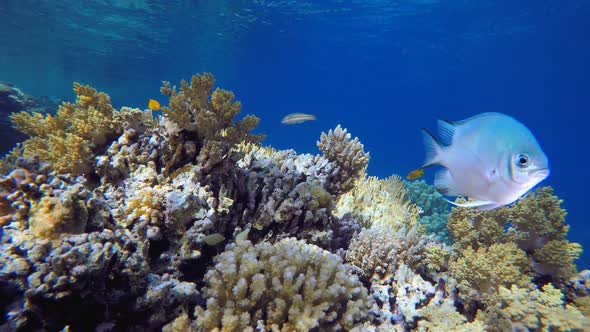 Tropical Fish Reef alt