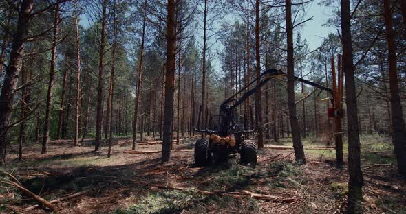 A log loader in the middle of the forest loads freshly cut logs.