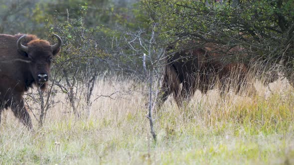 European bison herd walking in single file in a field,bull stops to look,Czechia. alt