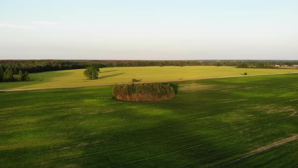 Flying Over Beautiful Country Side Landscape with Field and Trees, on Sunset, Aerial Shot, Drone