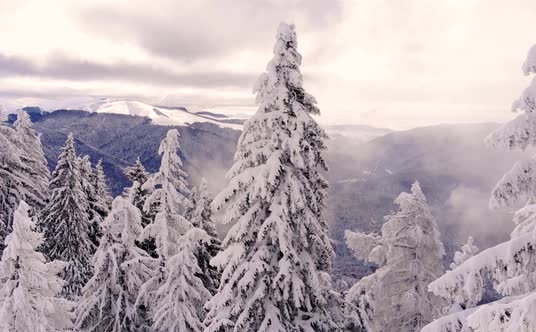 Aerial view: winter forest. Snowy tree branch in a view of the winter forest alt