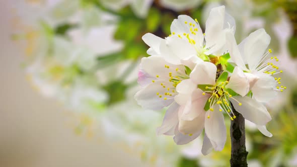 Almond Blossom Timelapse on Yellow alt