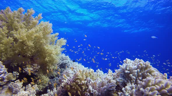 Underwater Sea Coral Tropical Reef alt