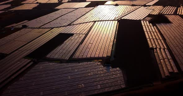 Vegetable Hotbed Plastic Films Reflect Sunset Light at Dusk alt