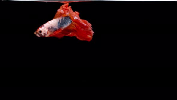 slow motion of Siamese fighting fish (Betta splendens), well known name is Plakat Thai alt