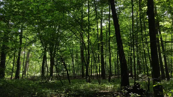 Forest with Trees on a Summer Day Slow Motion alt