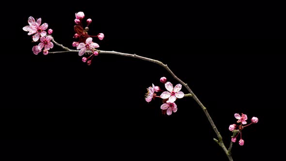 Time Lapse Branch with Flowers alt