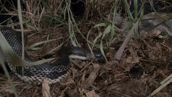 Black rat snake hunting in the brush - canadian snake serpent close up scales and slithering alt