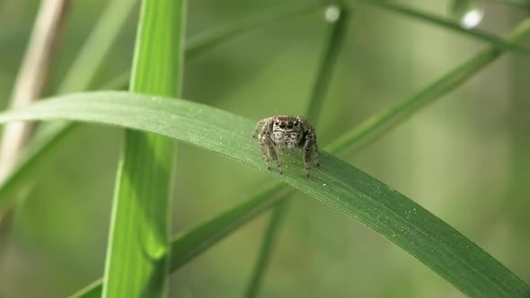 Jumping Spider On A Blade Of Grass alt