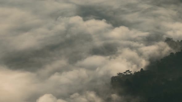 Epic Forest With Horror Fog alt