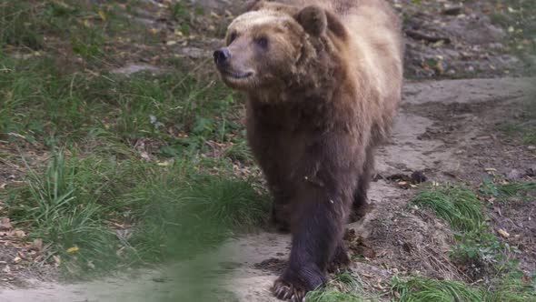 Kamchatka brown bear in the forest, Ursus arctos beringianus