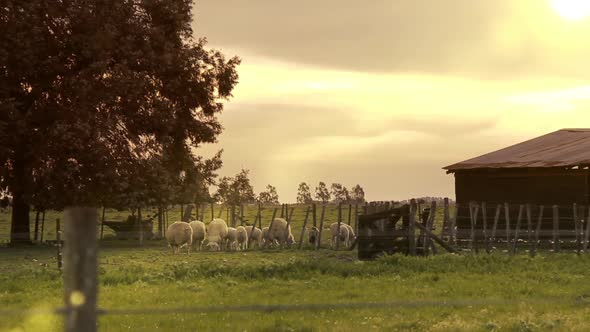 Sheep Grazing Inside Corral on a Farm at Sunset alt