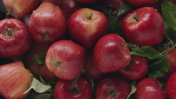 Beautiful Red Apple Composition with Many Leaves Fruit Delicious with Water alt