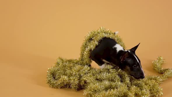 Miniature Bull Terrier Puppy Sniffs Christmas Tinsel with Curiosity alt