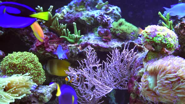 Colorful Marine Aquarium alt