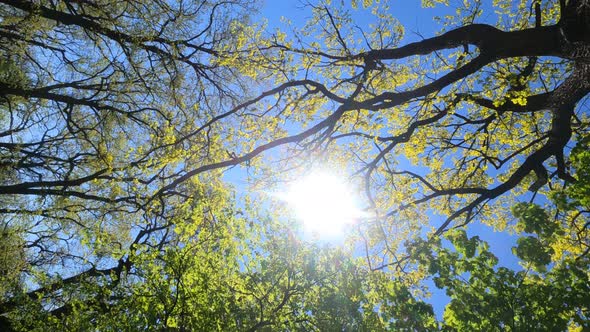 Vertical Video of the Forest in the Spring on a Sunny Day alt