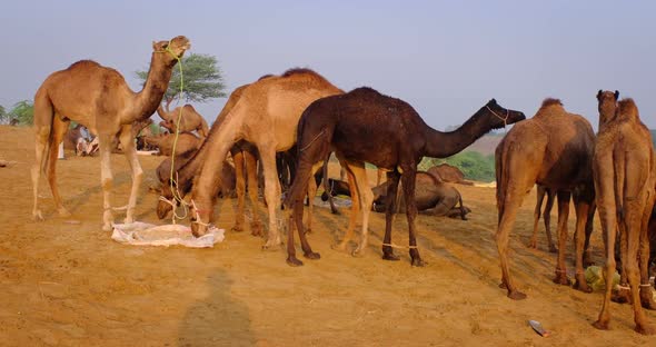 Camels at Pushkar Mela Camel Fair Festival in Field Eating Chewing at Sunrise. Pushkar, Rajasthan alt