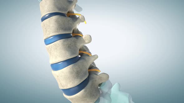 Human Lumbar Spine Model, Motion Graphics | VideoHive