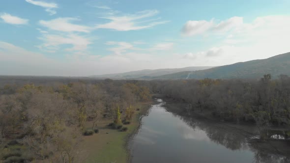 River in the Forest